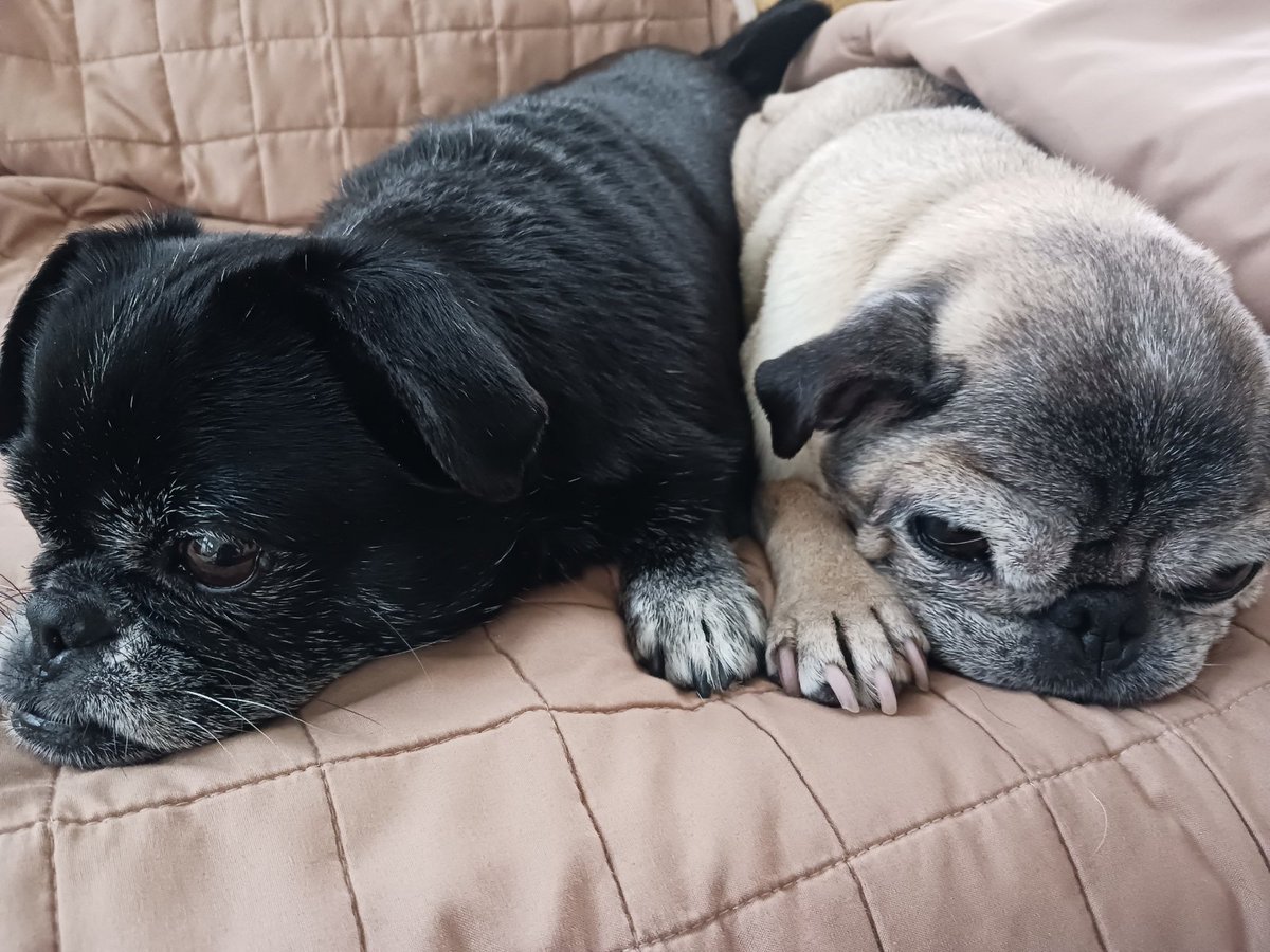 PralineMariePug's tweet image. #weekendlife