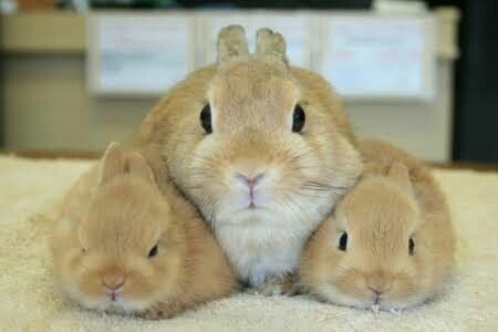 RabbitEveryHour's tweet photo. https://t.co/E3XHDrG5TH