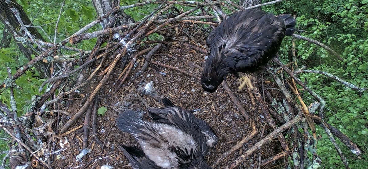 SandyKing's tweet photo. @BassProShops On Earth Day, we need your help to save an American Bald Eaglet at Dale Hollow Lake, TN that’s fully entangled in fishing line. https://t.co/4kzhVqEr5V https://t.co/uf8DfB8WVl