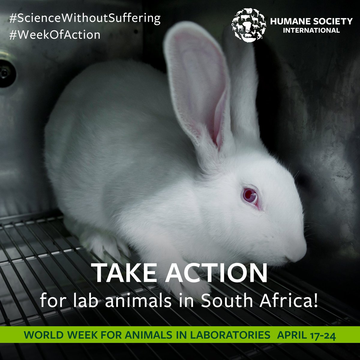 humaneworldeat's tweet image. 🚨 Cosmetic animal testing is STILL legal in South Africa, causing immense suffering for millions of  animals. 🐹🐁🐰

Today we call on South Africans to support our #WeekofAction by signing our petition &amp;amp; urging policy makers to ban this cruel practice! hsi.org/SaveRalph