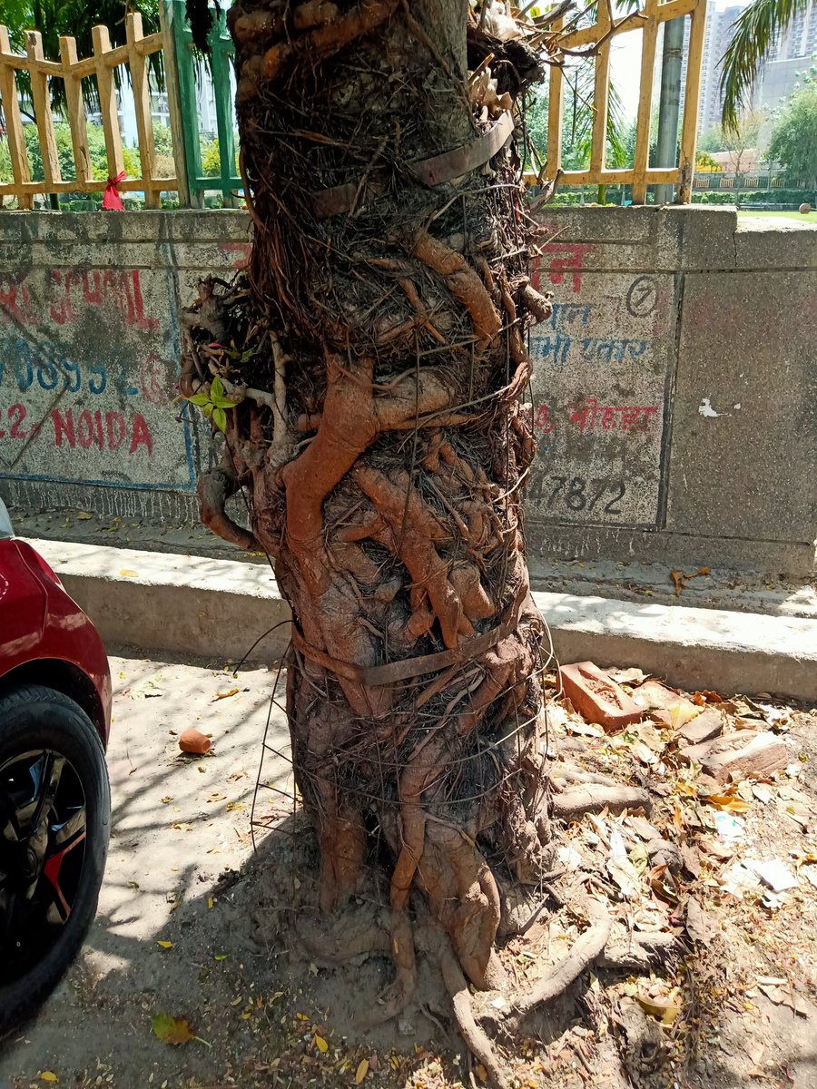 BisariaManoj's tweet photo. पेड़ बड़ा होना चाहता है पर tree guard है कि मानता नहीं। स्थान- Sector 119, Gaur Grandeur apptt के नजदीक बना पार्क। https://t.co/syPuy8zmG3