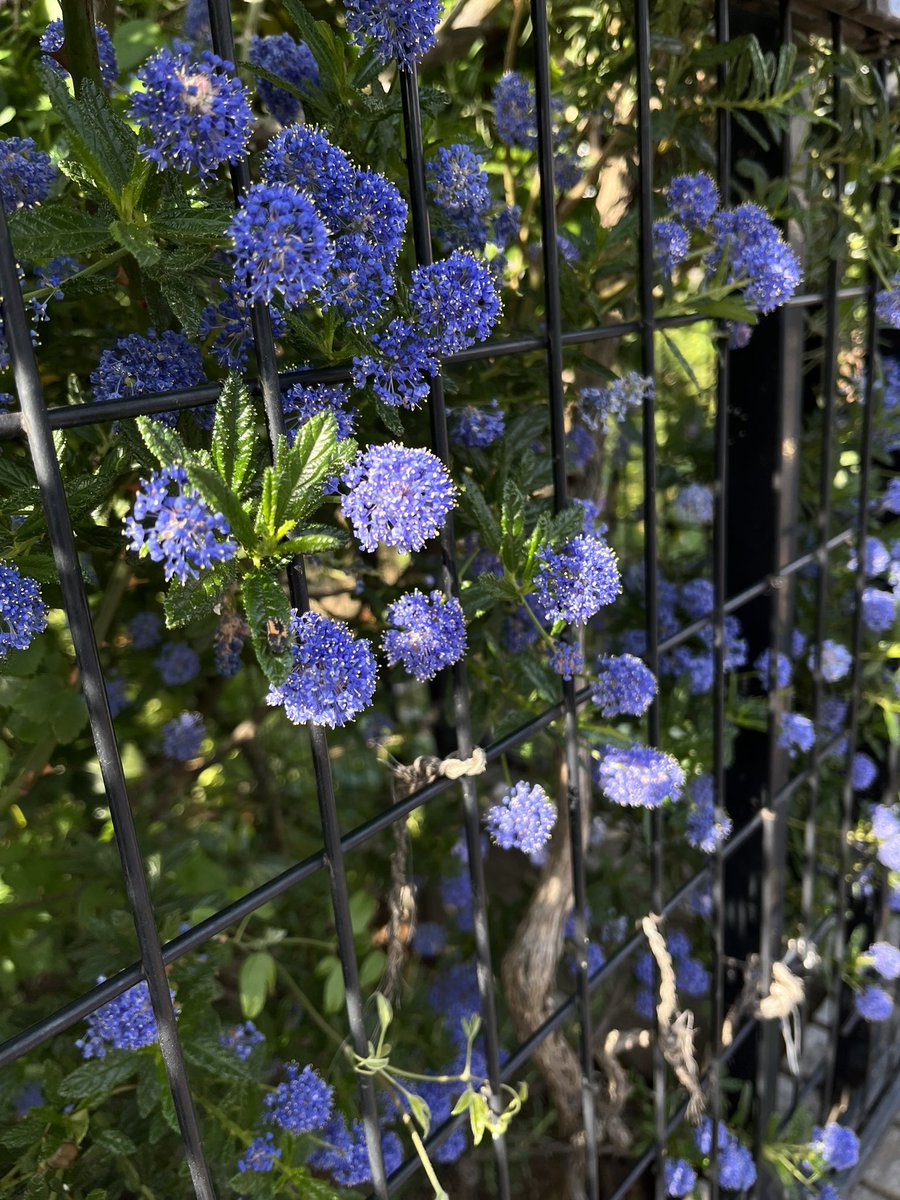 今日の大発見！ セアノサス カリフォルニアライラックとも呼ばれる常緑