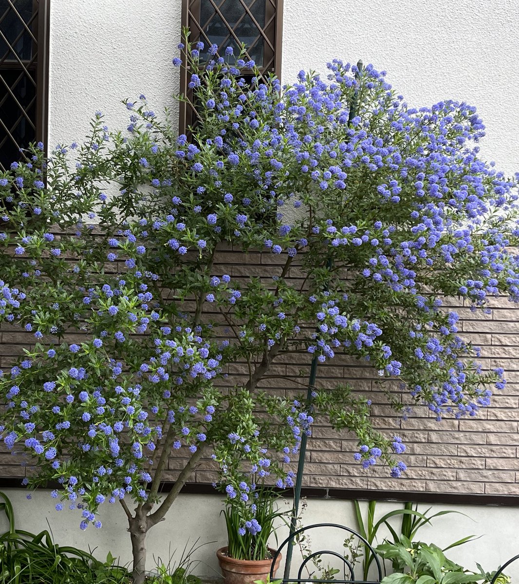 今日の大発見！ セアノサス カリフォルニアライラックとも呼ばれる常緑