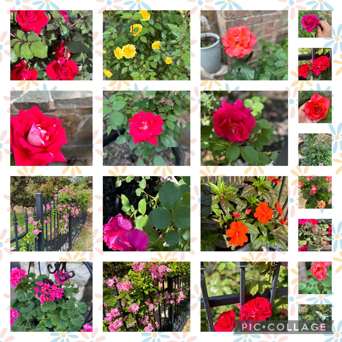 AshrafMobh's tweet photo. Happy Earth Day from my garden!  🌍 🌸 ♻️ https://t.co/AqqnkEWzLn