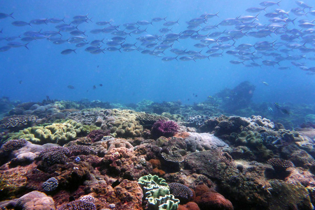 Maria Beger (@mariabeger) on Twitter photo Tropicalisation of subtropical and temperate reefs is pervasive across all functional groups of fishes, measured in two hemispheres! <a href="/NatureComms/">Nature Communications</a> <a href="/NERCscience/">Natural Environment Research Council</a> <a href="/arc_gov_au/">Australian Research Council</a> Check it out <a href="/adriatix/">Dr Adriana Vergés</a> <a href="/_AMeta/">Dr. Anna Metaxas</a> <a href="/twernberg/">Thomas Wernberg</a> <a href="/DanSmale1/">Dan Smale</a> <a href="/GrettaPecl/">@GrettaPecl</a> <a href="/DrEmmaLJohnston/">Prof Emma L Johnston AO FAA FTSE</a>
nature.com/articles/s4146… Tropicalisation of subtropical and temperate reefs is pervasive across all functional groups of fishes, measured in two hemispheres! <a href="/NatureComms/">Nature Communications</a> <a href="/NERCscience/">Natural Environment Research Council</a> <a href="/arc_gov_au/">Australian Research Council</a> Check it out <a href="/adriatix/">Dr Adriana Vergés</a> <a href="/_AMeta/">Dr. Anna Metaxas</a> <a href="/twernberg/">Thomas Wernberg</a> <a href="/DanSmale1/">Dan Smale</a> <a href="/GrettaPecl/">@GrettaPecl</a> <a href="/DrEmmaLJohnston/">Prof Emma L Johnston AO FAA FTSE</a>
nature.com/articles/s4146…
