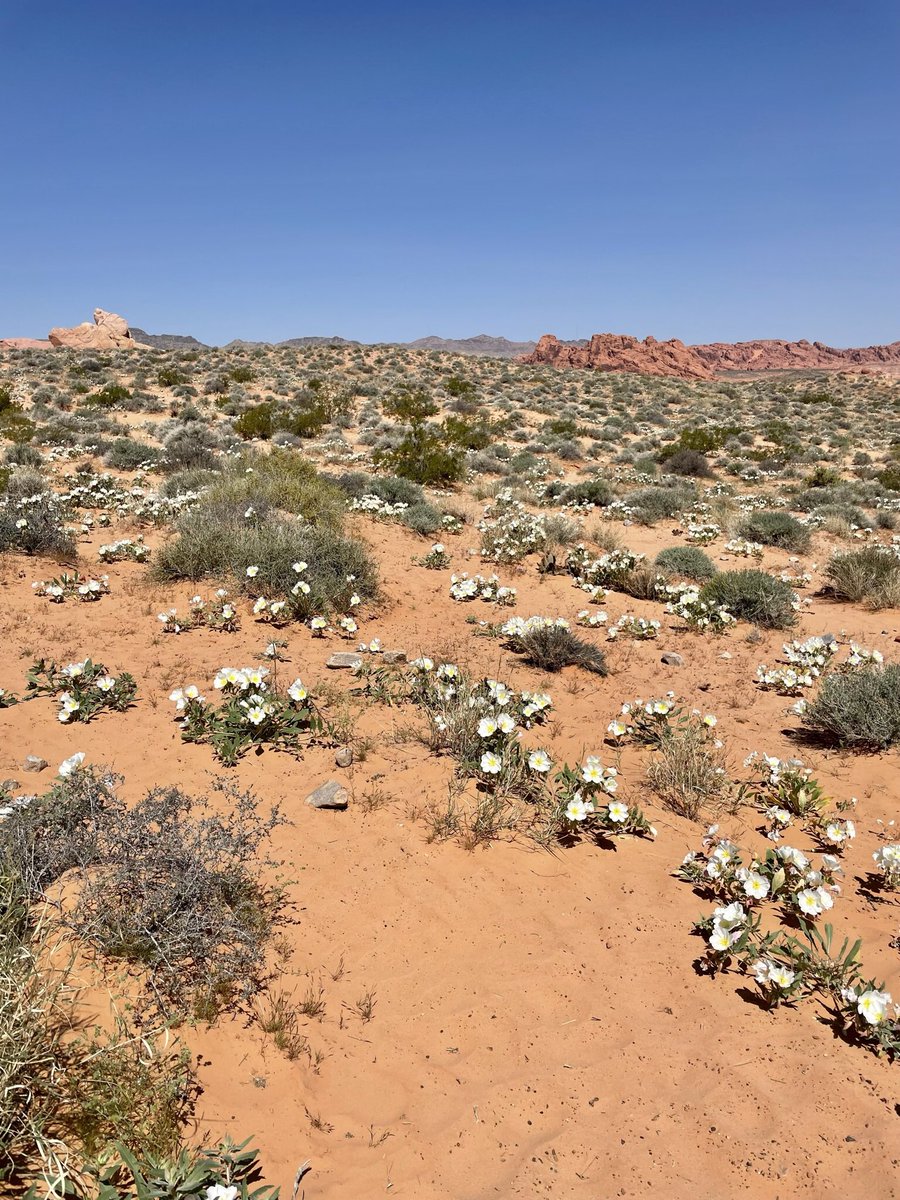 yegwidow's tweet photo. Happy Saturday! I’m off to open the perennials house for the season! Wishing you an amazing day 😘❤️
#widowhoodmyway #YEGFA #ValleyofFire #desertinbloom #grief #love https://t.co/HUZGuChjlL