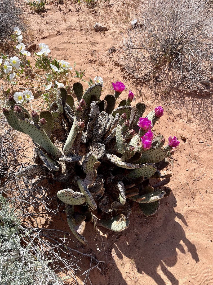 yegwidow's tweet photo. Happy Saturday! I’m off to open the perennials house for the season! Wishing you an amazing day 😘❤️
#widowhoodmyway #YEGFA #ValleyofFire #desertinbloom #grief #love https://t.co/HUZGuChjlL