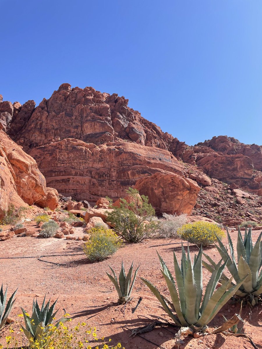 yegwidow's tweet photo. Happy Saturday! I’m off to open the perennials house for the season! Wishing you an amazing day 😘❤️
#widowhoodmyway #YEGFA #ValleyofFire #desertinbloom #grief #love https://t.co/HUZGuChjlL