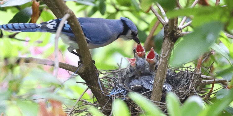 schmoozequeen's tweet photo. #DailyVisitors #BlueJays ๐#SpringHasSpring Finally! https://t.co/BRJ1F6nVSU