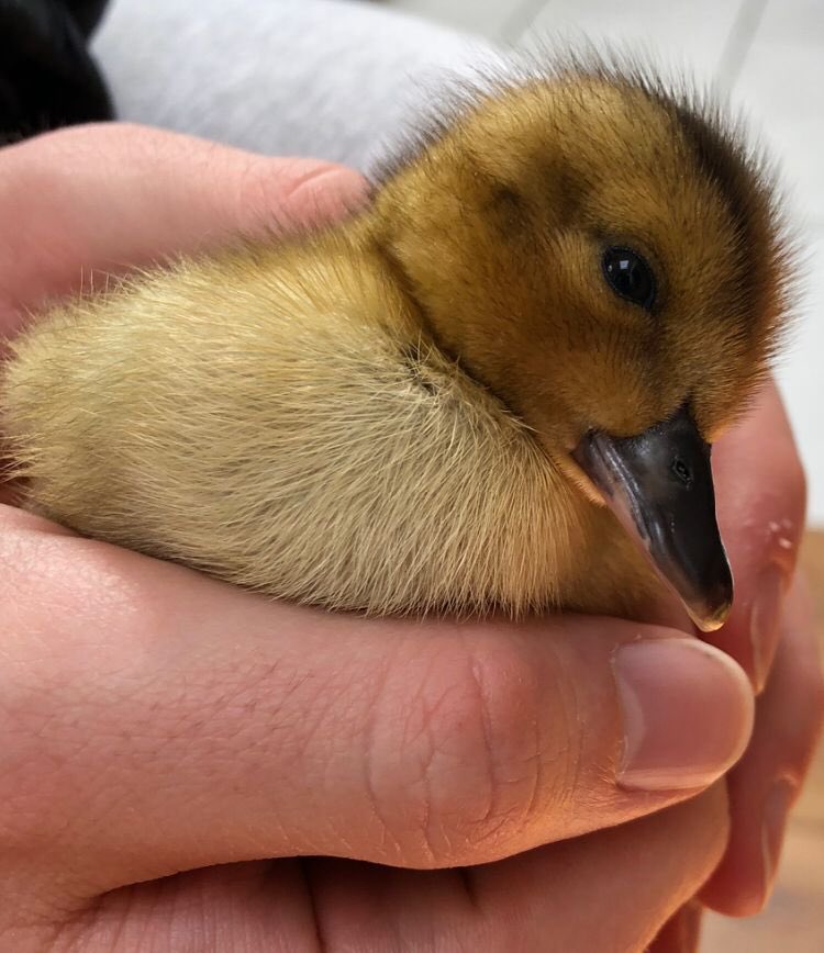 Day 5 - The ducklings are spending the weekend at Mrs Speer’s house. They were very chirpy this morning and enjoying lots of cuddles 🦆💛