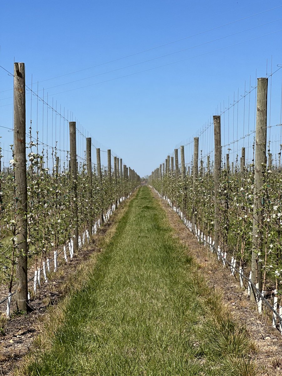 Happy Earth Day 2023 🍎125,000 Apple Trees on a Repurposed Coal Mine in Martin &amp; Johnson County Kentucky 🍎 #UMatter ⁦<a href="/CommattheCore/">Communityatthecore</a>⁩ Kosar19.Com ⁦<a href="/garyvee/">Gary Vaynerchuk</a>⁩