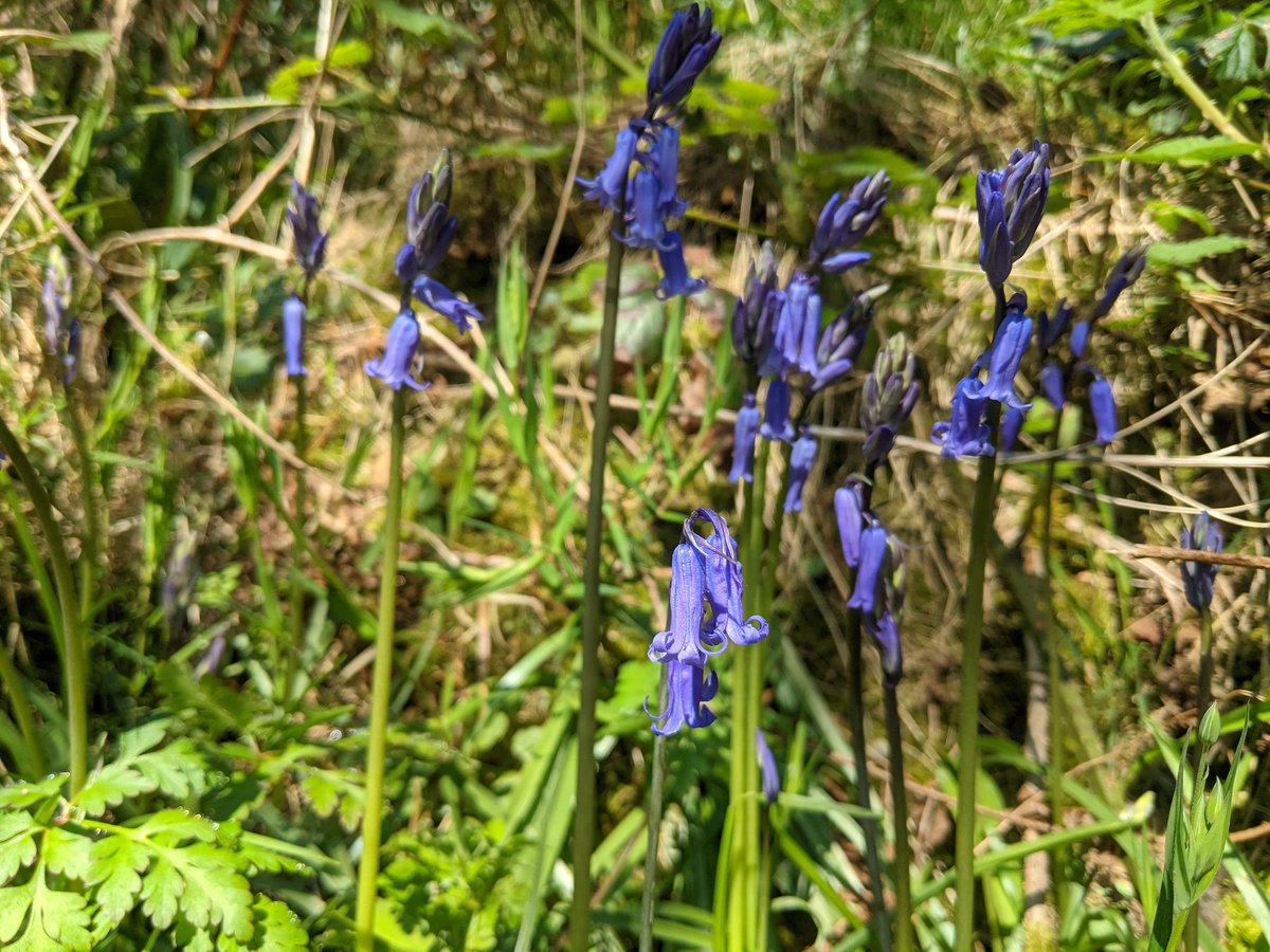 Alice Cousens tweet media