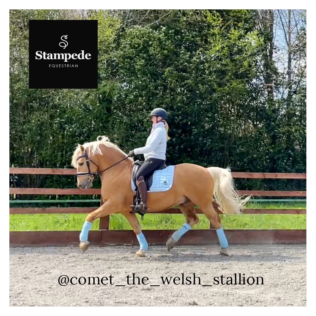 StampedeEq's tweet photo. Dance in powder blue @stampedeequestrian
πππππππππ
Stunning Stallion @comet_the_welsh_stallion modelling
#ponyhour #horsesoftwitter #stallionstud https://t.co/9pHOPrW1qv