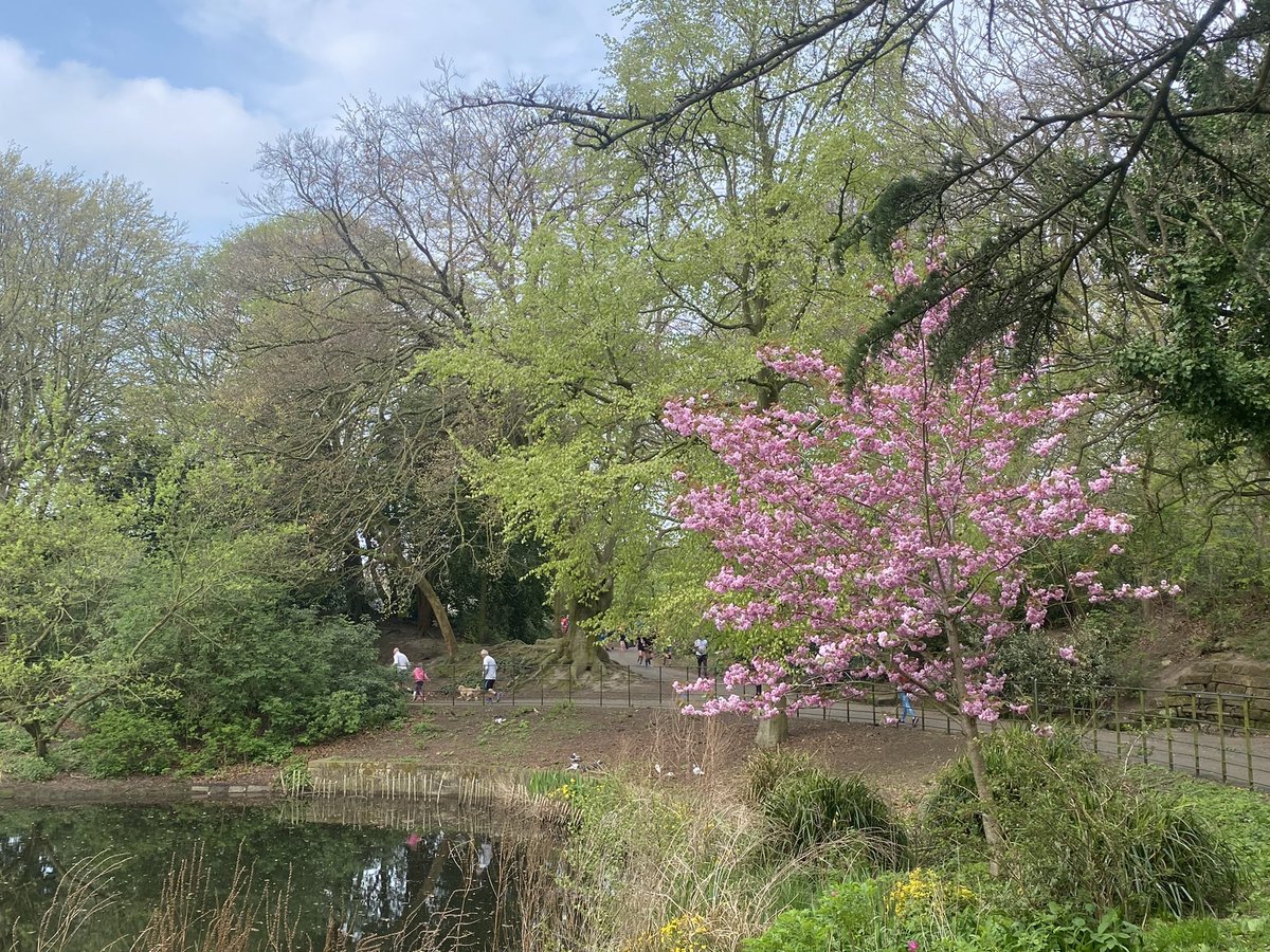 titu_helen's tweet photo. #Favouritetree ๐ณ @bheadparkrun โบ๏ธ https://t.co/mqsCNZgOHG