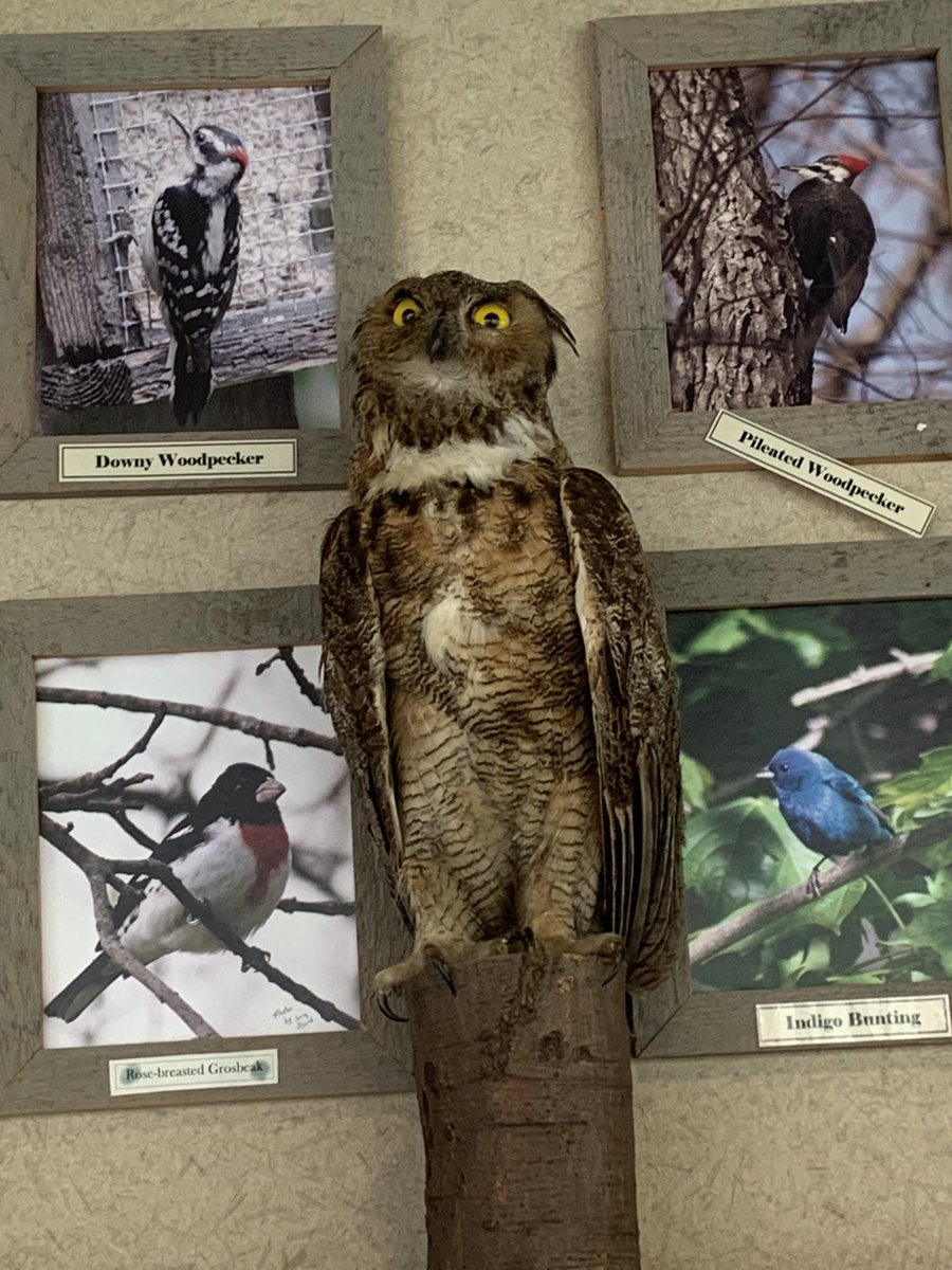 JacksonEflin's tweet photo. Iβm up early on a Saturday for some volunteering at @MoundsStatePark and I feel like this owl and I are in the same space emotionally #Undercaffeinated https://t.co/uuEMYAEUHe