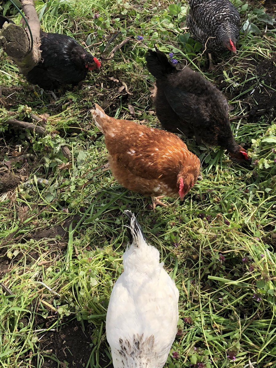 mvprimaryschool's tweet photo. The chicken coop roof was repaired and lots of cuttings supplied for the chickens. #groundsday https://t.co/v7mN1eRE9y