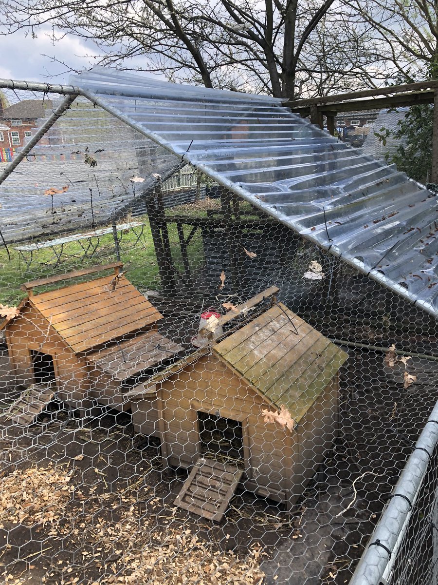 mvprimaryschool's tweet photo. The chicken coop roof was repaired and lots of cuttings supplied for the chickens. #groundsday https://t.co/v7mN1eRE9y