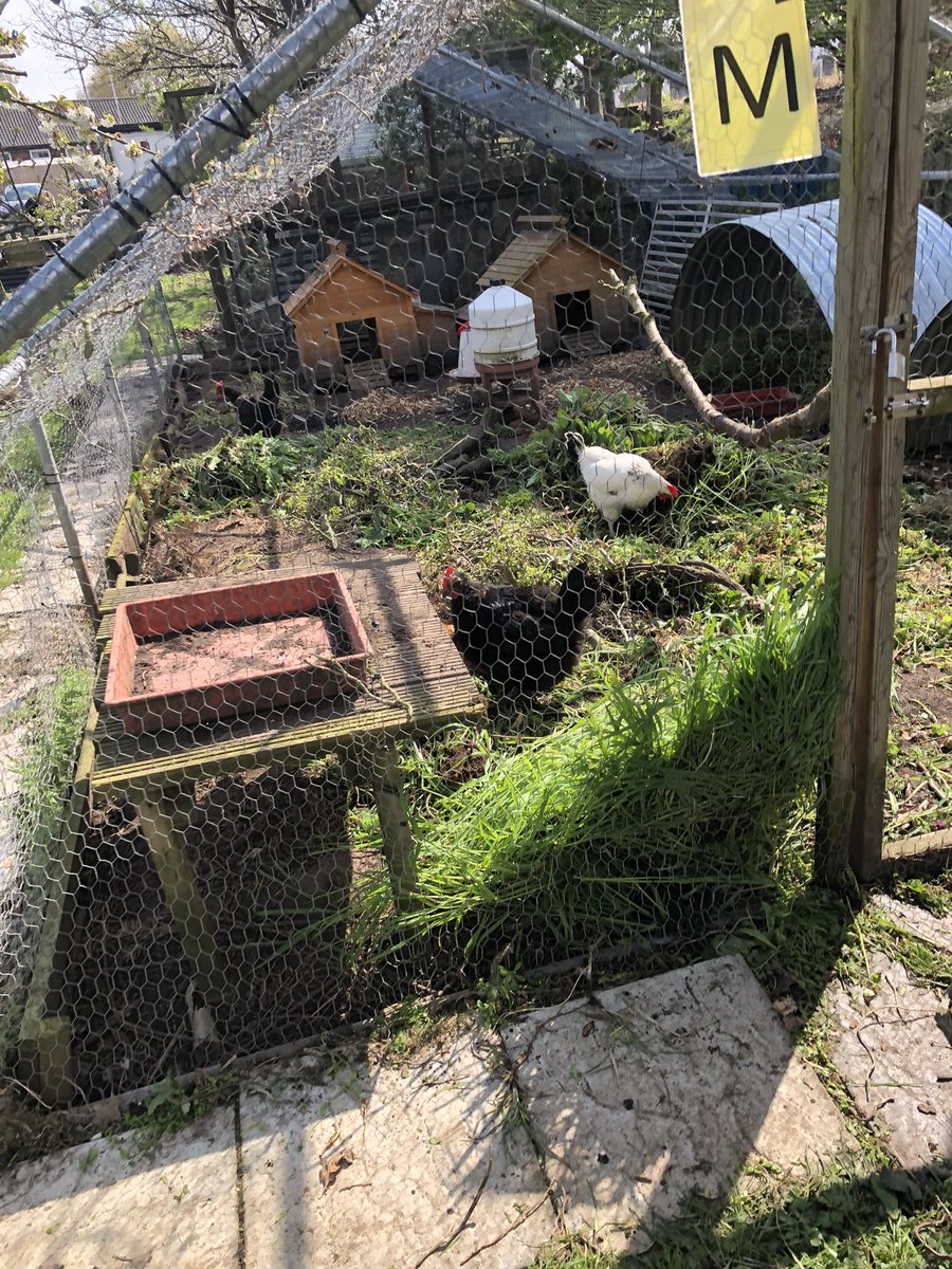 mvprimaryschool's tweet photo. The chicken coop roof was repaired and lots of cuttings supplied for the chickens. #groundsday https://t.co/v7mN1eRE9y