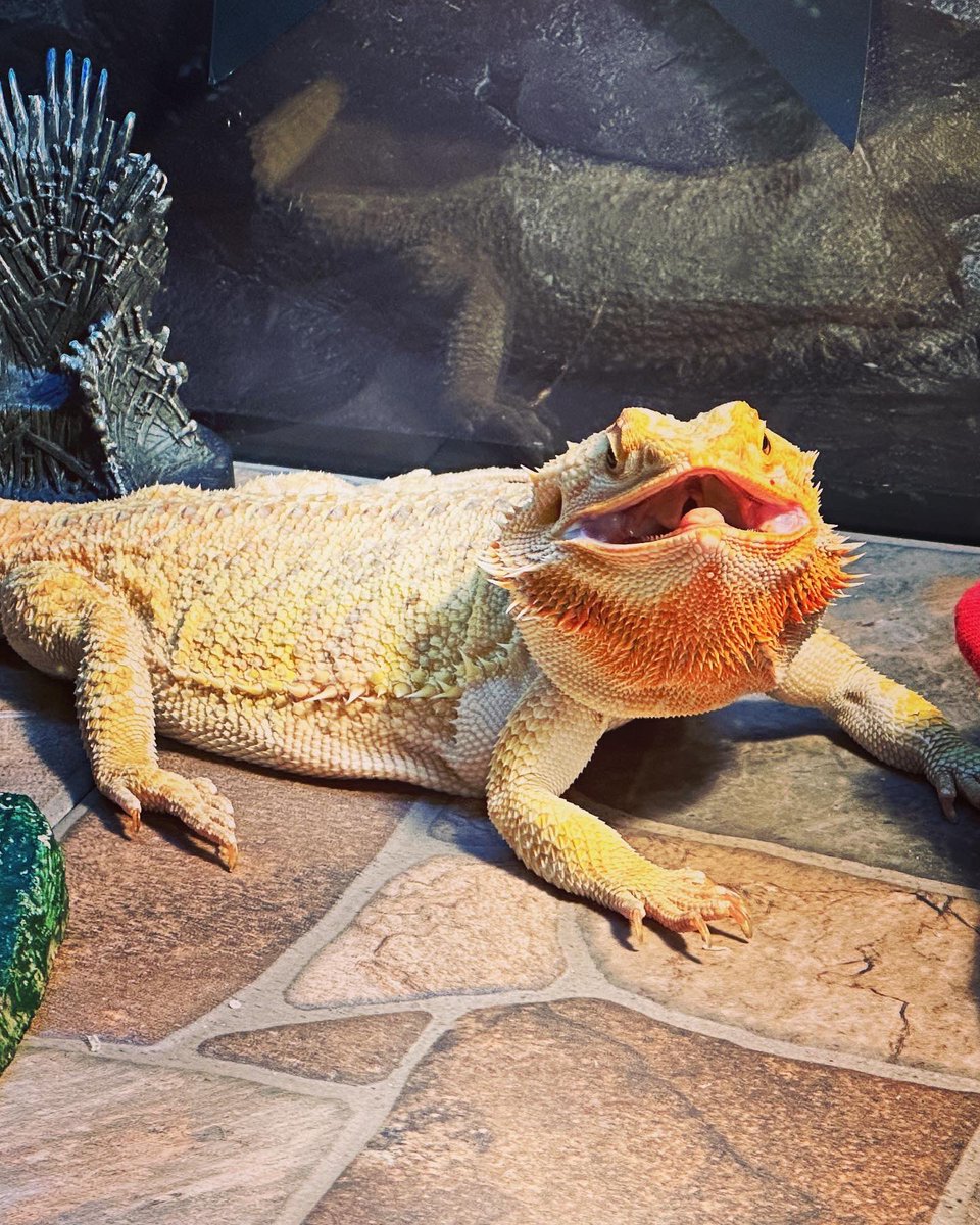 DragonLair4's tweet photo. @LangurLover Partial to bearded dragons 💚💚 this is one of mine, the beautiful Khaleesi https://t.co/HBxFauC6HQ