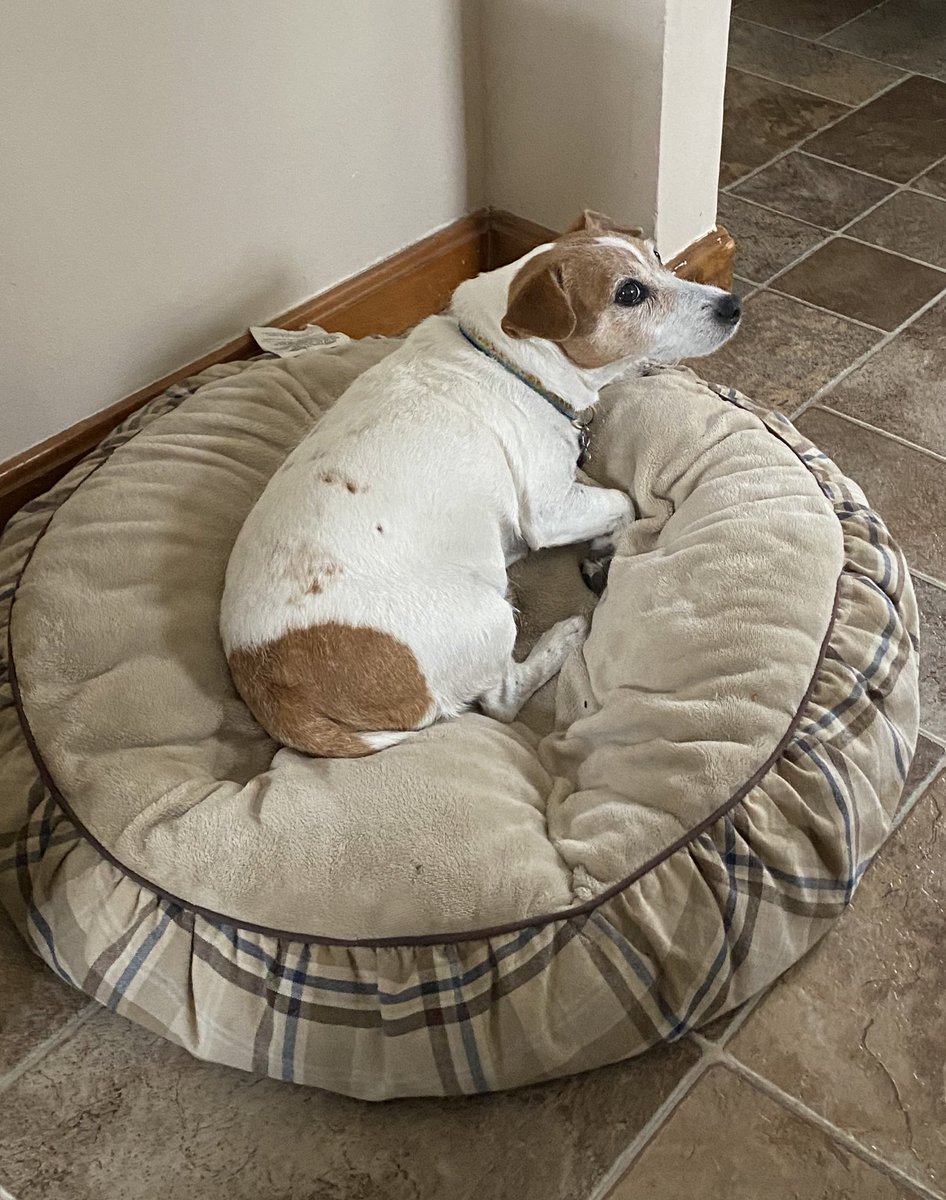 DaisyMaeJack's tweet photo. Happy Saturday frens. Iβm watching Dadguy be a goof. He thinks heβs funny. Mum says no π. Have a super Saturday! πΎπ· #Dadguy #dogsoftwitter #jackrussell #CatsofTwittter https://t.co/9tb9zI2vhG