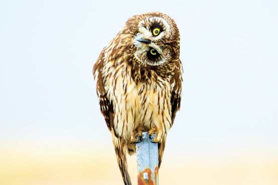 Jern1nja's tweet photo. PKM FFOTD #7 Rowlet
This cute Pokémon is best known for its round shape, big eyes, and leaf-like wings that allow it to fly silently through the air. Rowlet is based on the real-life animal called the Hawaiian Pueo, which is a type of owl found only in Hawaii. #RowletSupremacy https://t.co/wJK5bnBocN