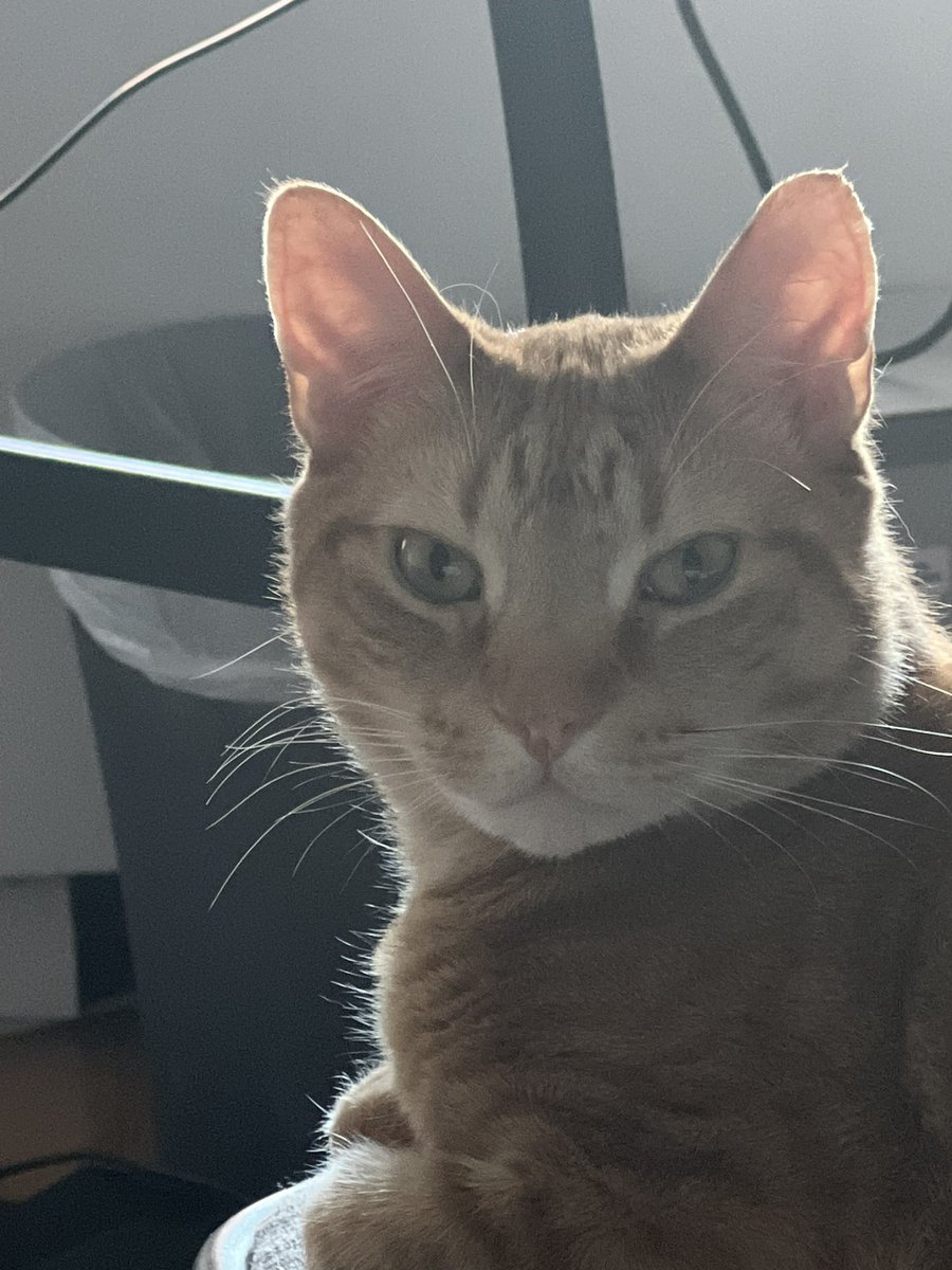 dfaultprsnality's tweet photo. I will miss you with my all my heart and all my life until I die my little man. I’m beyond lucky to have had you in my life. siempre te voy a querer y va ser muy difícil tener esta casita sin ti pisando su piso https://t.co/UnTs9fd0y1