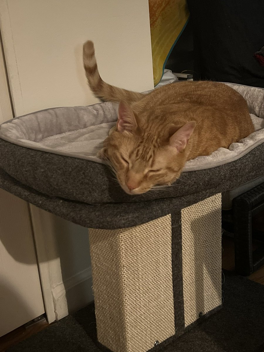dfaultprsnality's tweet photo. I will miss you with my all my heart and all my life until I die my little man. I’m beyond lucky to have had you in my life. siempre te voy a querer y va ser muy difícil tener esta casita sin ti pisando su piso https://t.co/UnTs9fd0y1