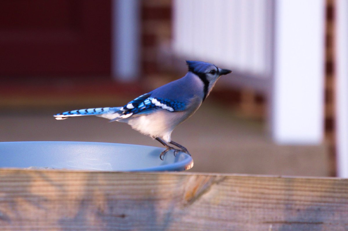 JasonEKeyes's tweet photo. Very blue https://t.co/oXHNi1jmRh