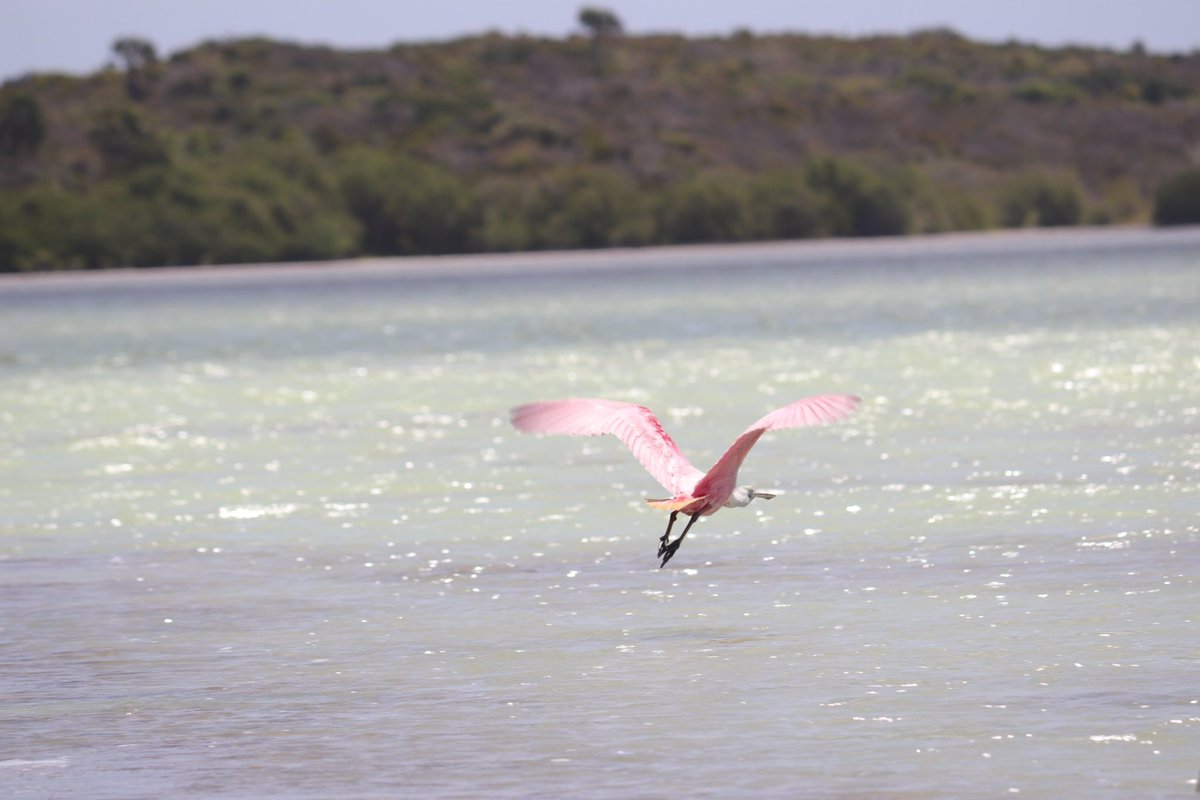 EmbajadaUSAenRD's tweet image. ¡Hoy es el Día de la Tierra! 🌎 Soy Timothy Brown, consejero interino de Asuntos Públicos. Soy un amante de las aves y de los distintos paisajes de 🇩🇴. Recientemente tuve la oportunidad de visitar la Laguna de Oviedo, junto a mi familia, y comparto mi experiencia con ustedes.