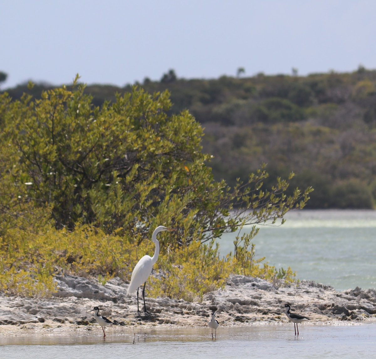 EmbajadaUSAenRD's tweet image. ¡Hoy es el Día de la Tierra! 🌎 Soy Timothy Brown, consejero interino de Asuntos Públicos. Soy un amante de las aves y de los distintos paisajes de 🇩🇴. Recientemente tuve la oportunidad de visitar la Laguna de Oviedo, junto a mi familia, y comparto mi experiencia con ustedes.