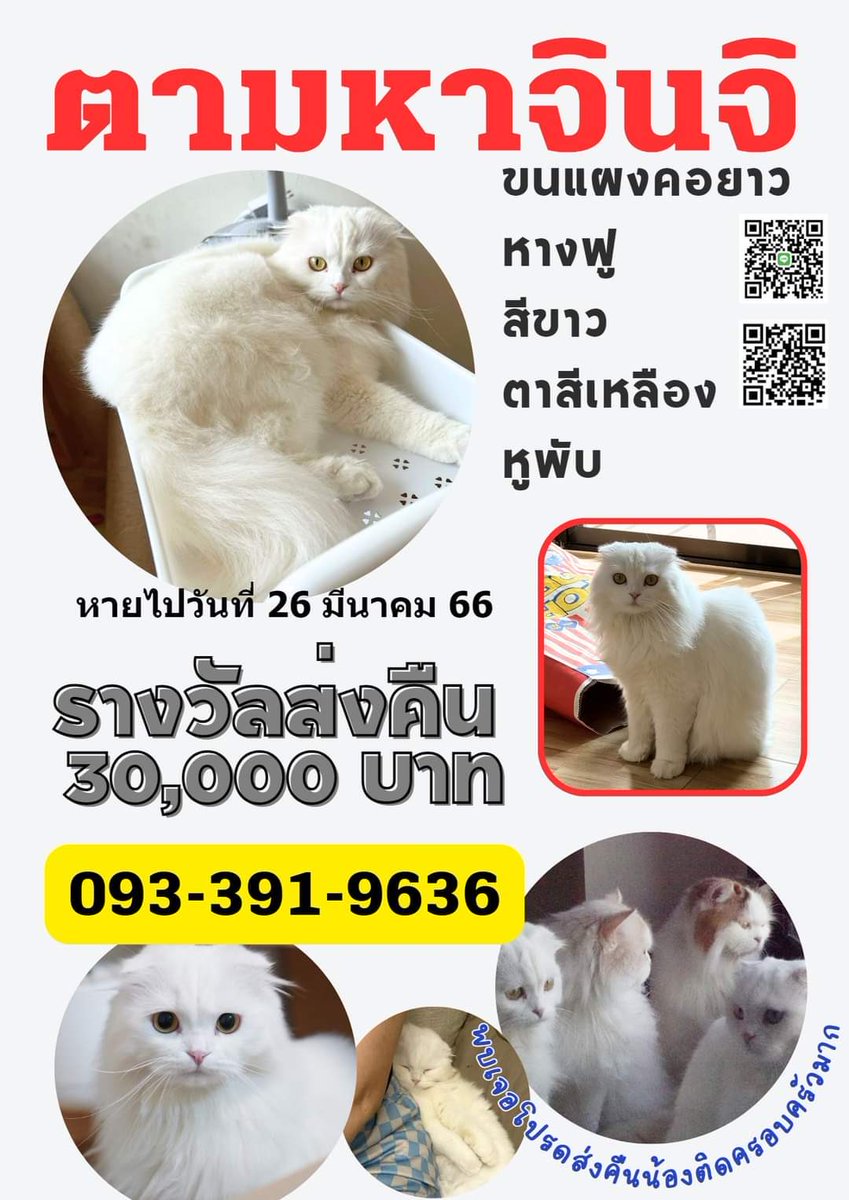 ยังคงอยากอ้อนวอนขอความเห็นใจ
ให้ผู้ที่เก็บจินจิไปเลี้ยงดู
วอนเห็นใจเจ้าของ ที่เลี้ยงดูมา เฝ้ารอ
และยังคงตามหาจินจิอยู่

จินจิสำคัญต่อเจ้าของมากๆ
สำคัญชนิดที่ว่า เป็นกำลังใจให้มีชีวิตอยู่
วอนขอความเห็นใจ

#ตามหาจินจิ
#แมวหาย #ตามหาแมว
#โหนกระแส