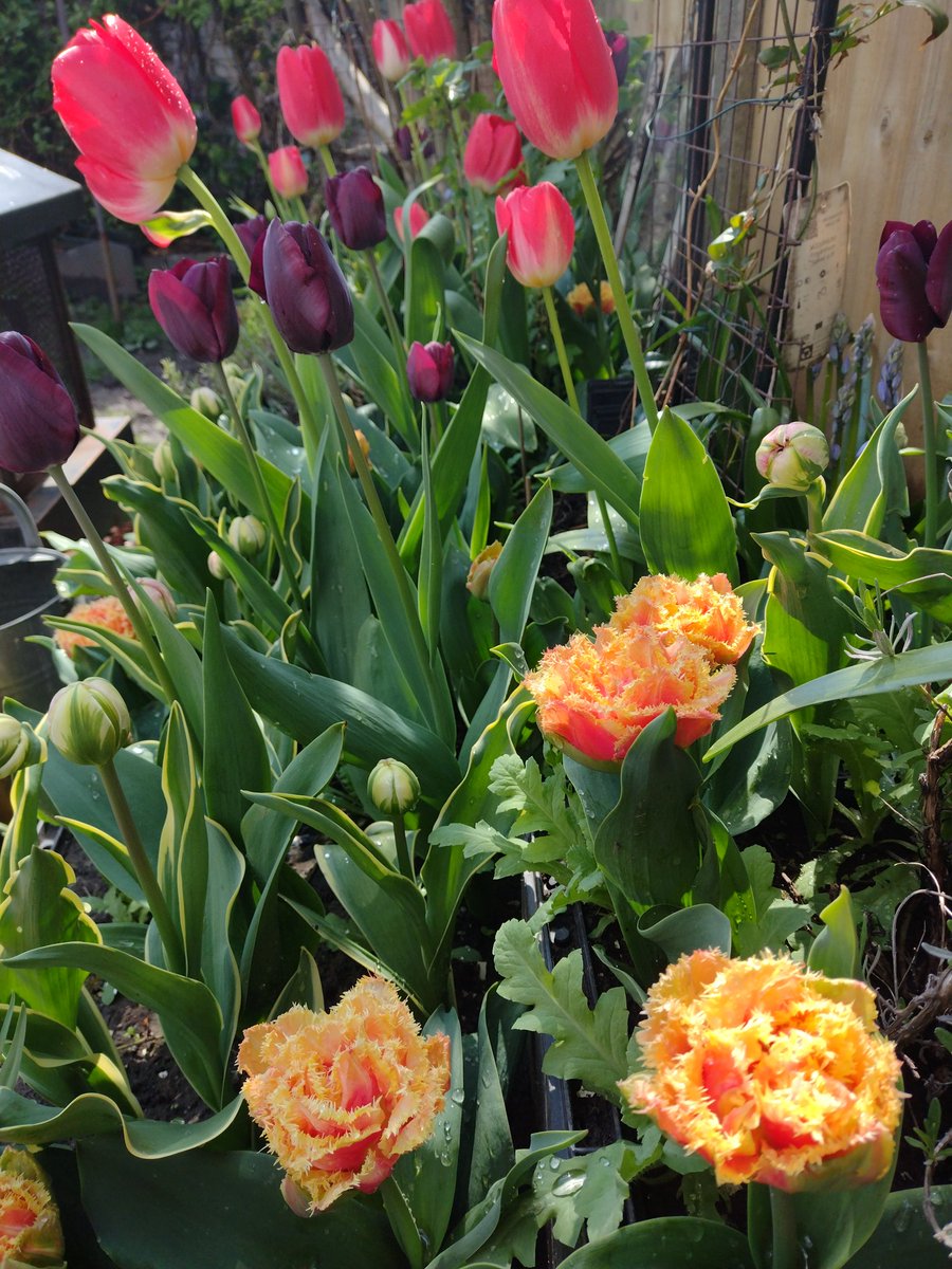 DavidBa41770426's tweet photo. @hayloftplants 
Gardens are looking fantastic. 
Lots of bulbs from Hayloft prepared and planted towards the end of 2022.
All developing into a full colour display 🌼💐🥀🌸🌺😀 https://t.co/yEvk5WuNNb