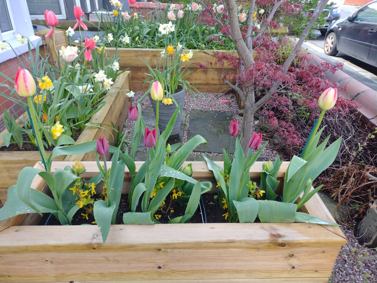 DavidBa41770426's tweet photo. @hayloftplants 
Gardens are looking fantastic. 
Lots of bulbs from Hayloft prepared and planted towards the end of 2022.
All developing into a full colour display 🌼💐🥀🌸🌺😀 https://t.co/yEvk5WuNNb