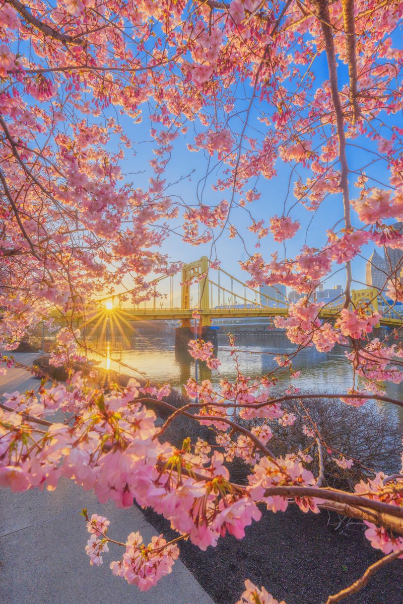 DaveDiCello's tweet photo. Don't those cherry blossoms on the North Shore of #Pittsburgh feel like forever ago? This image is just from two weeks ago, but those blossoms are all gone and they trees are full of leaves. I never shared this one though, with the branches perfectly framing the bridge and sun. https://t.co/6gU7B2fW6I