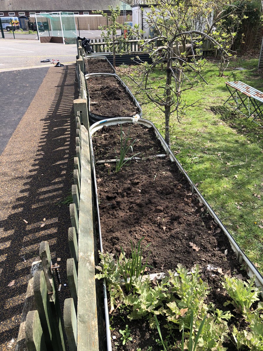 mvprimaryschool's tweet photo. Over hanging branches cut back and raised beds cleared ready for planting. #groundsday https://t.co/wYawt1PrcI