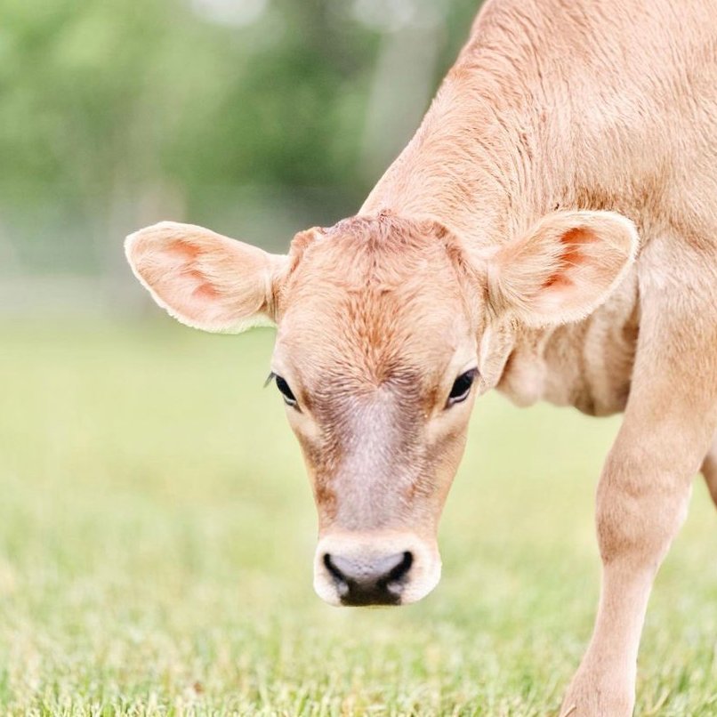 📅 24th April 2023
🐮 Maisie
🏷️ Instagram/_howdy_doodle_
💕 #animaloftheday