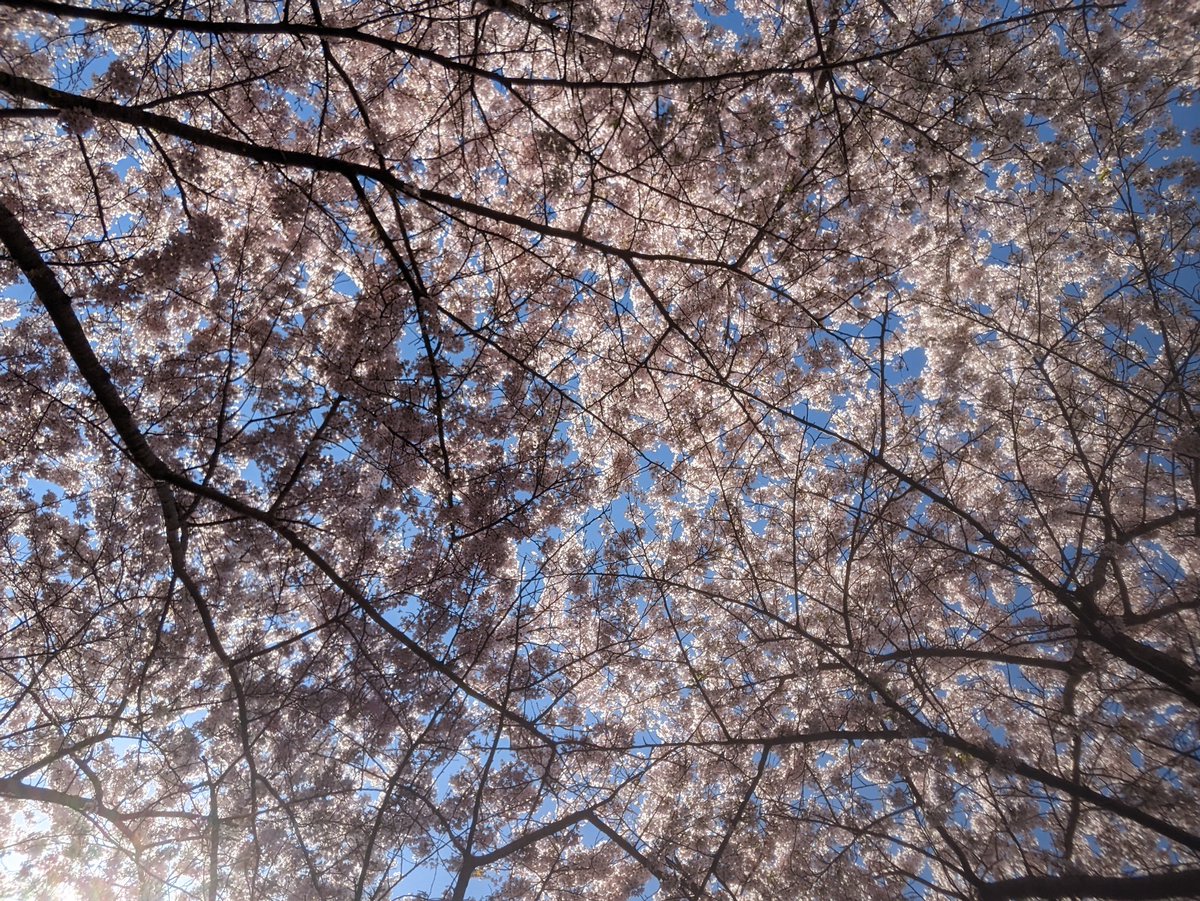 RUCforsker (@rucforsker) on Twitter photo Wrapping up the week at the Sakura festival in Copenhagen :)
It was a pleasure tweeting here this week! Feel free to follow me at <a href="/jasnyder610/">Jordan Snyder</a> and have a nice weekend 🌸 Wrapping up the week at the Sakura festival in Copenhagen :)
It was a pleasure tweeting here this week! Feel free to follow me at <a href="/jasnyder610/">Jordan Snyder</a> and have a nice weekend 🌸