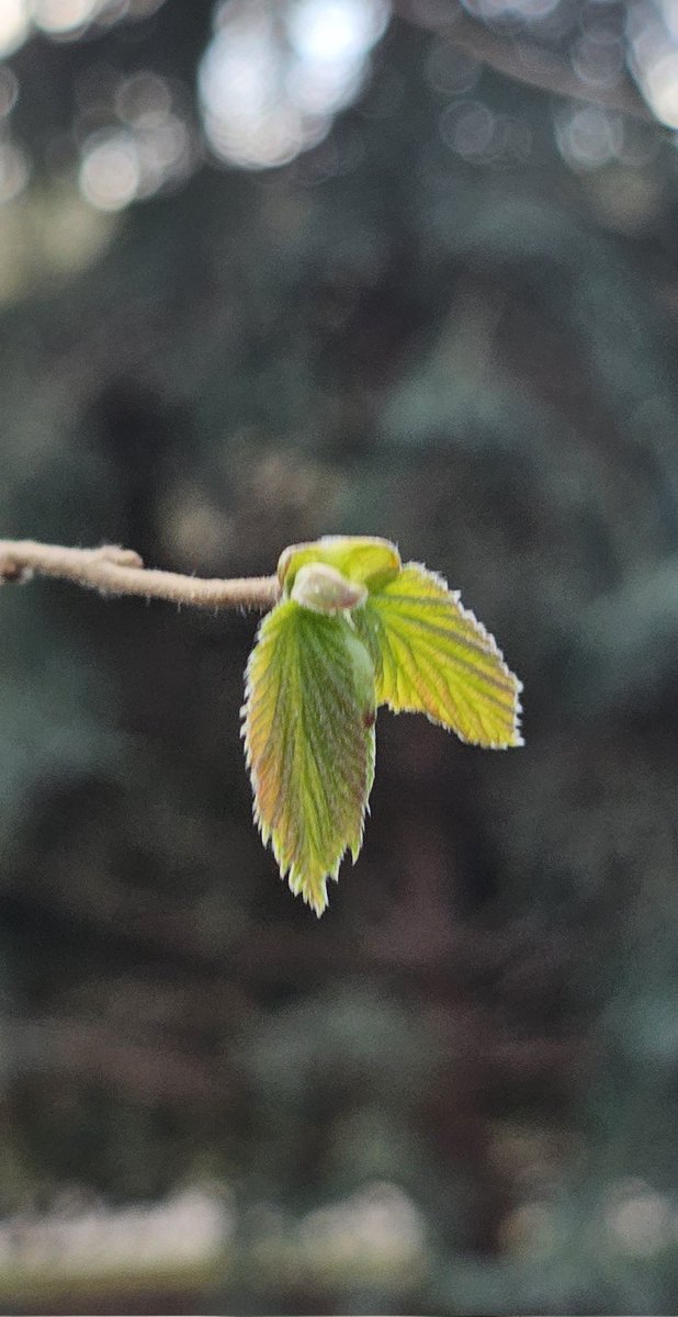 EastKzUK's tweet photo. April, spring #ThePhotoHour #spring #April #newlifeiscoming #newlife #thespringleaves https://t.co/6gINiuyF0m