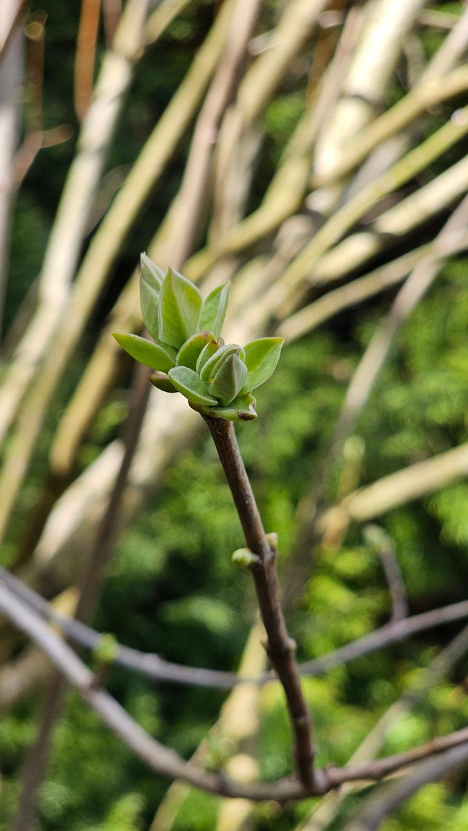 EastKzUK's tweet photo. April, spring #ThePhotoHour #spring #April #newlifeiscoming #newlife #thespringleaves https://t.co/6gINiuyF0m