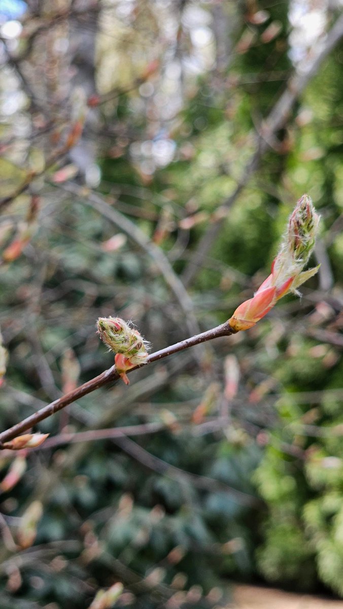EastKzUK's tweet photo. April, spring #ThePhotoHour #spring #April #newlifeiscoming #newlife #thespringleaves https://t.co/6gINiuyF0m