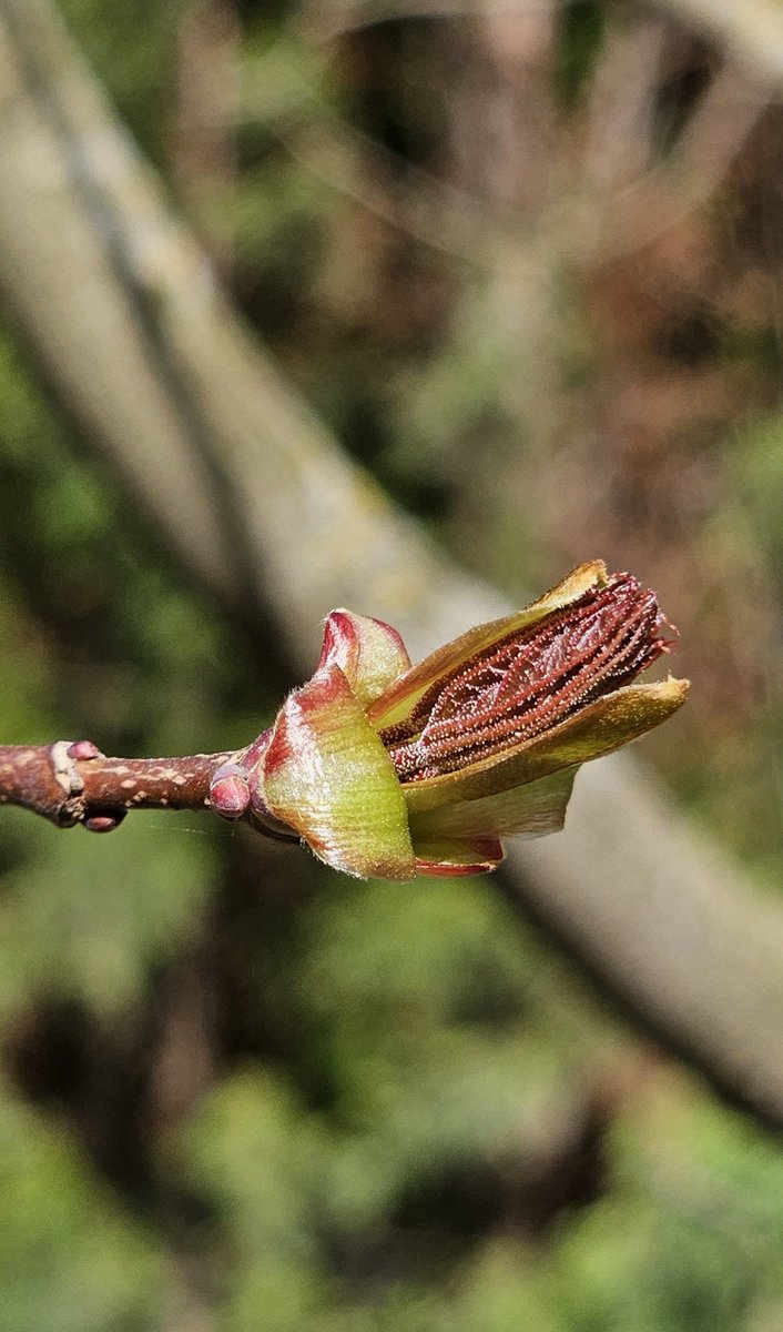 EastKzUK's tweet photo. April, spring #ThePhotoHour #spring #April #newlifeiscoming #newlife #thespringleaves https://t.co/6gINiuyF0m