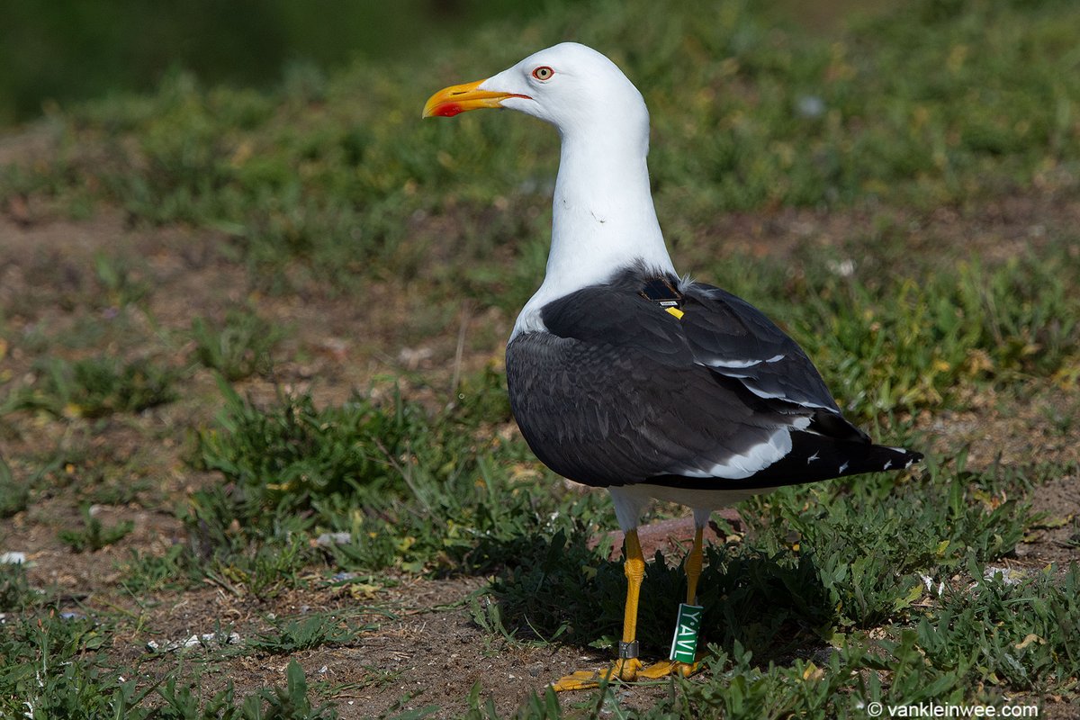 Argentatus's tweet photo. @MBrown_Ecology @RoosKentie Great result, congrats Morgan and Roos! We're happy that the gulls from our IJmuiden Forteiland project (such as Green YAVL📷) and the observations from many ring readers contributed to this data set 💪#teamgull #dutchgulls https://t.co/8JXH4ei4wV