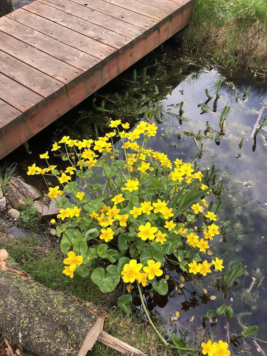 mvprimaryschool's tweet photo. Excessive weeds was removed from the pond and the main bridge was given a coat of paint. #groundsday https://t.co/gln9tHYqu4