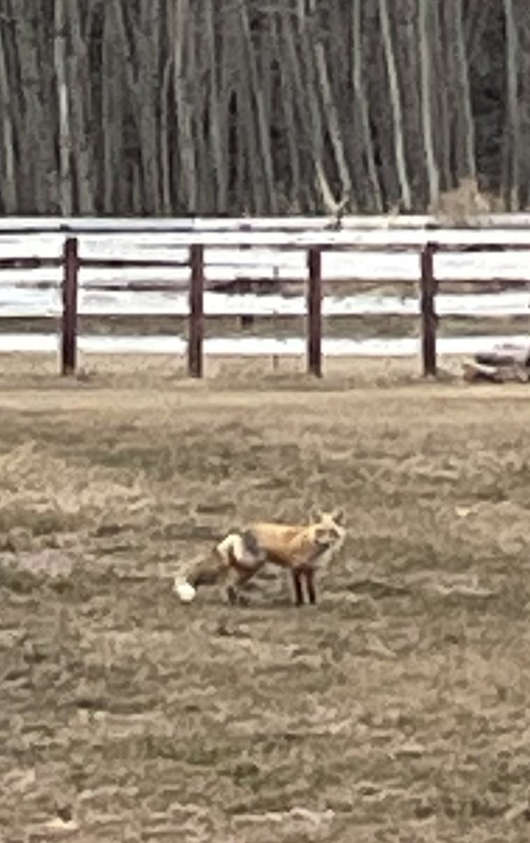 The local fox came out to wish Tucker and I a Happy #NationalBeagleDay on our morning walk! #beagle #fosterdog #AdoptDontShop