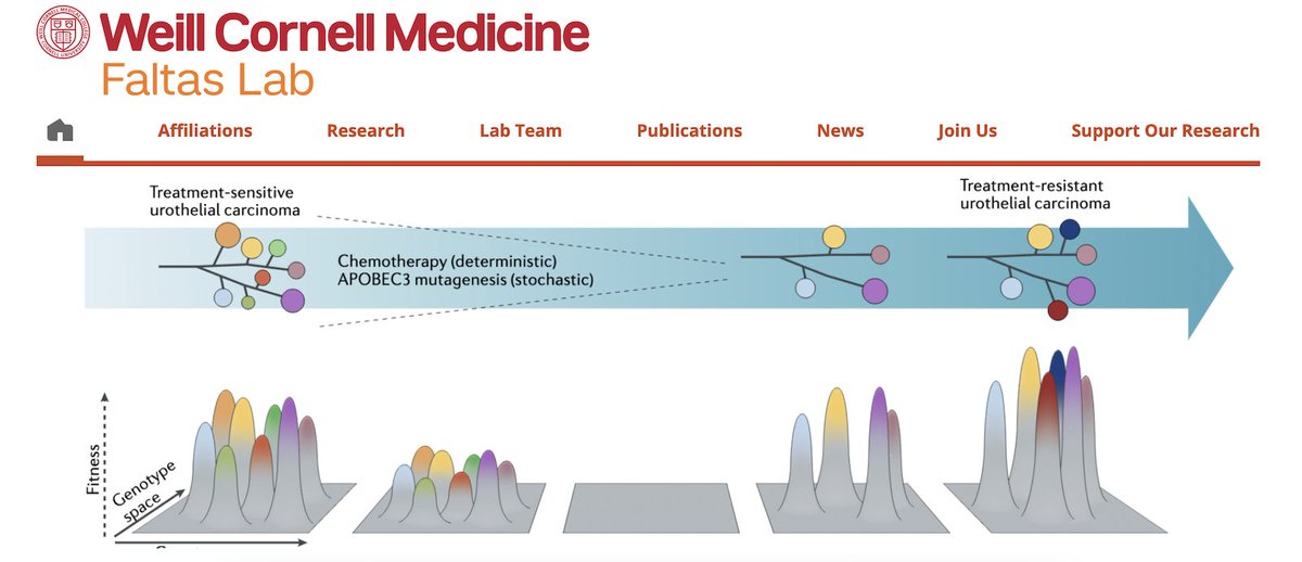 🚀 Exciting opportunity alert! My Lab at Weill Cornell 🏥 is seeking postdoctoral candidates in cancer biology 🔬 and bioinformatics 💻! Full ad here: jobrxiv.org/job/weill-corn… #PhD #postdoc #phdstudent #phdchat spread the word 📣 by retweeting and sharing!