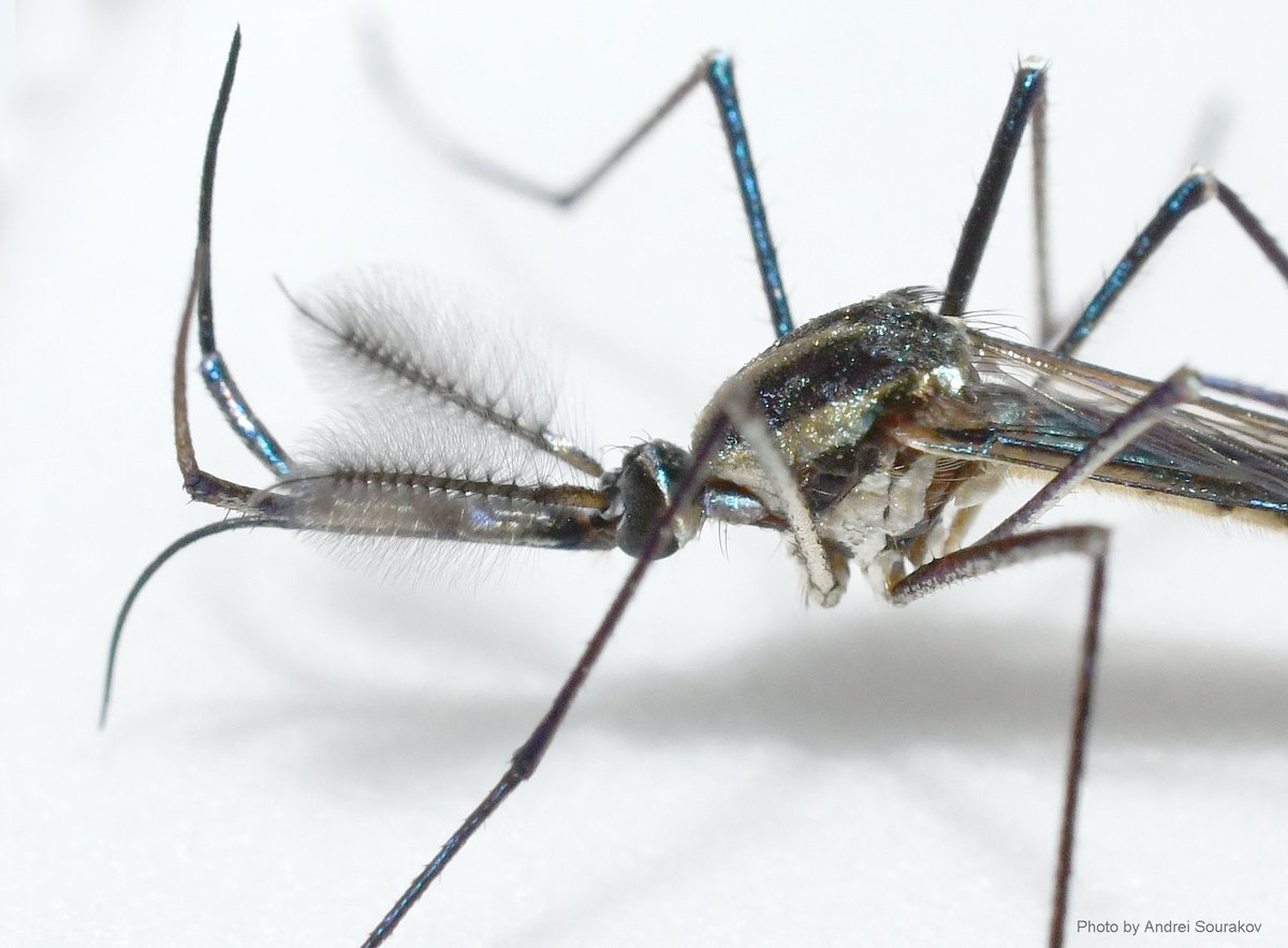 Woke up today to some pretty loud buzzing. Had to catch the culprit and take its photo. Toxorhynchites as larva is a predator of other mosquitos. As adult - a nectar feeder. Does not need blood to reproduce.