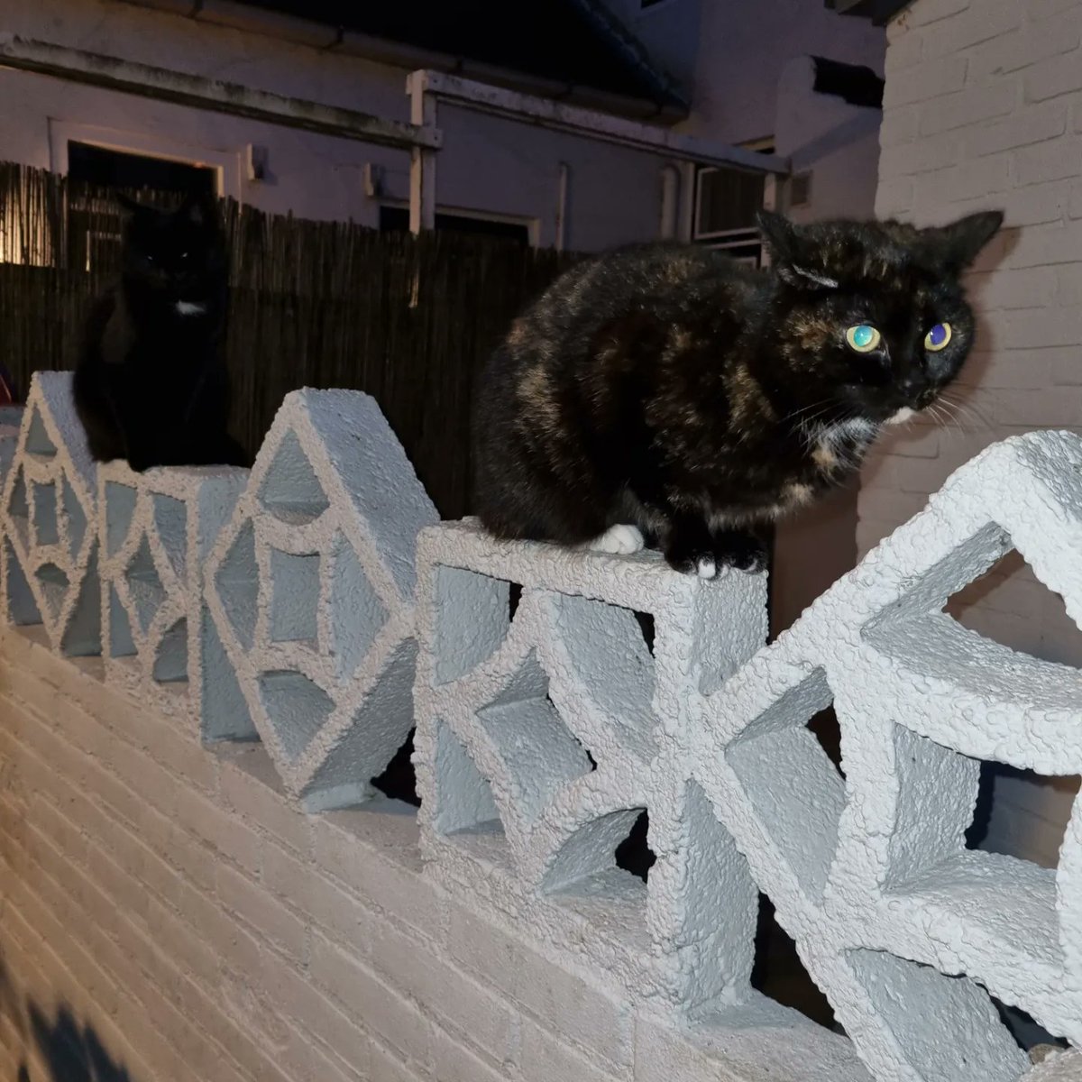 therootsthatclu's tweet photo. Gargoyles is our midst....
#poetoaster #poetoaster2023 #Cat #Caturday #CatsofTwittter #poets #poet #EdgarAllanPoe #poetsofTwitter https://t.co/cHQWRTxRth