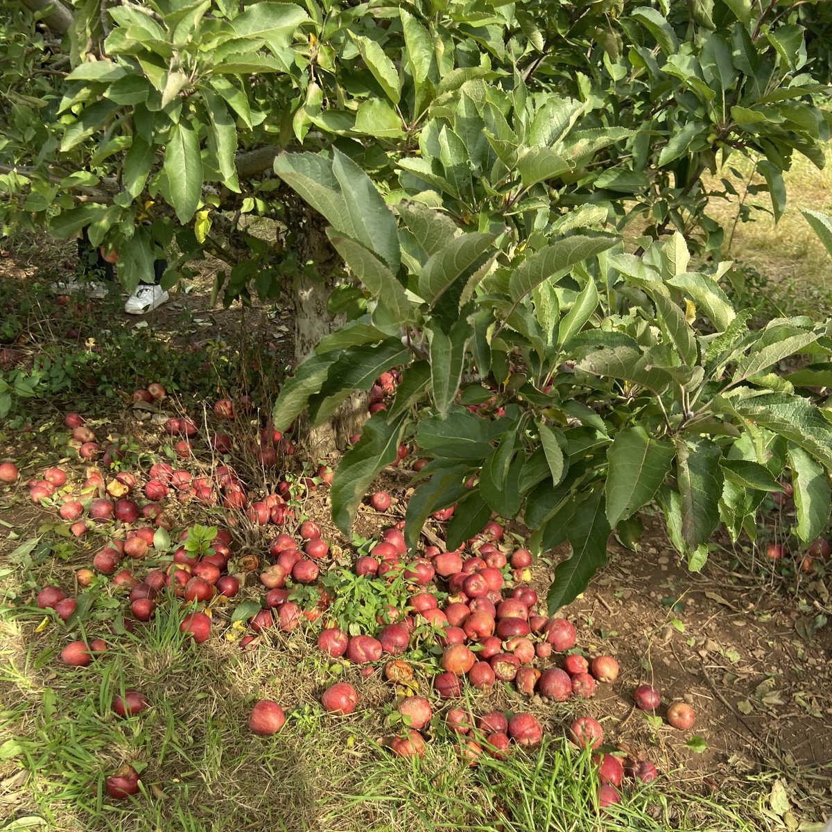 #tb to when our eic <a href="/saturnhas9rings/">༓༝̩̩̥͙ *.⋆ saturn !</a> went apple picking 🍎 who knows? maybe you'll see an apple poem coming soon...