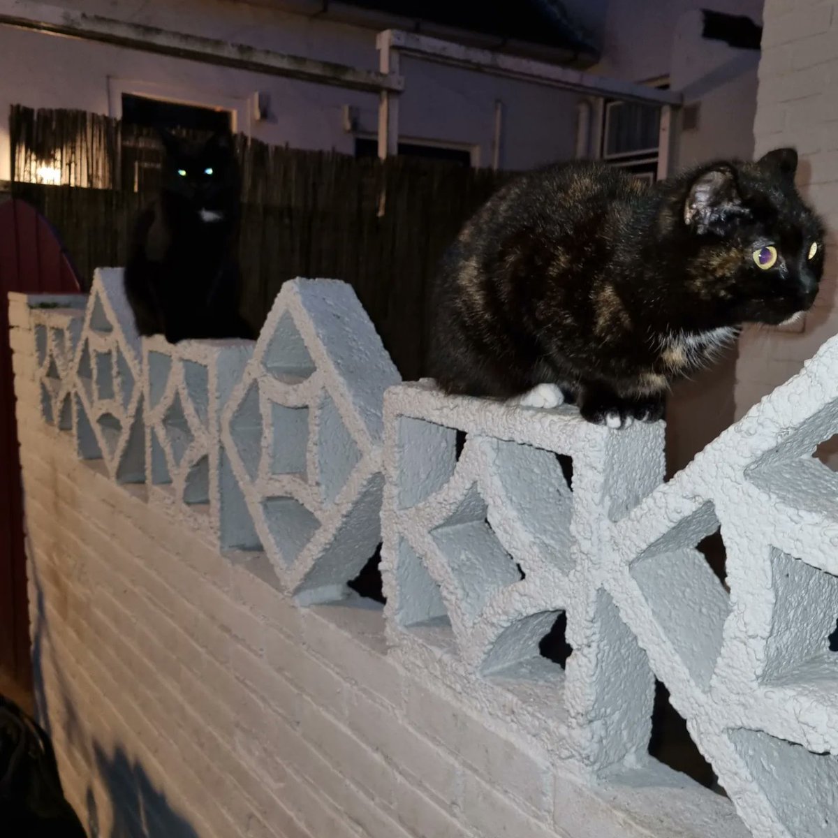 therootsthatclu's tweet photo. Gargoyles is our midst....
#poetoaster #poetoaster2023 #Cat #Caturday #CatsofTwittter #poets #poet #EdgarAllanPoe #poetsofTwitter https://t.co/cHQWRTxRth
