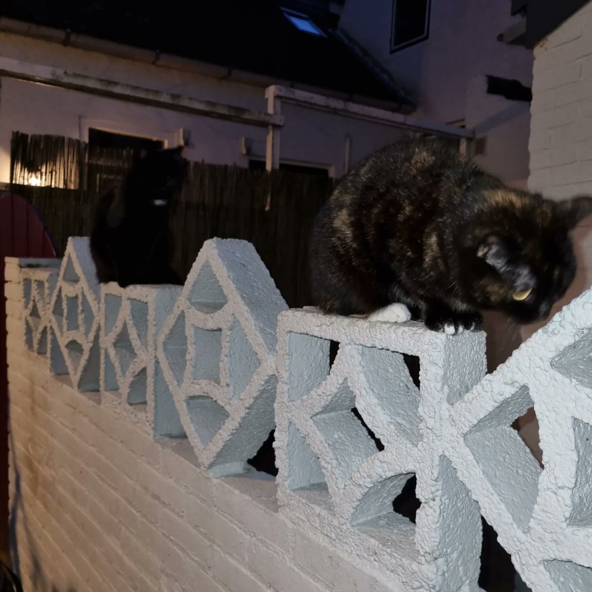 therootsthatclu's tweet photo. Gargoyles is our midst....
#poetoaster #poetoaster2023 #Cat #Caturday #CatsofTwittter #poets #poet #EdgarAllanPoe #poetsofTwitter https://t.co/cHQWRTxRth